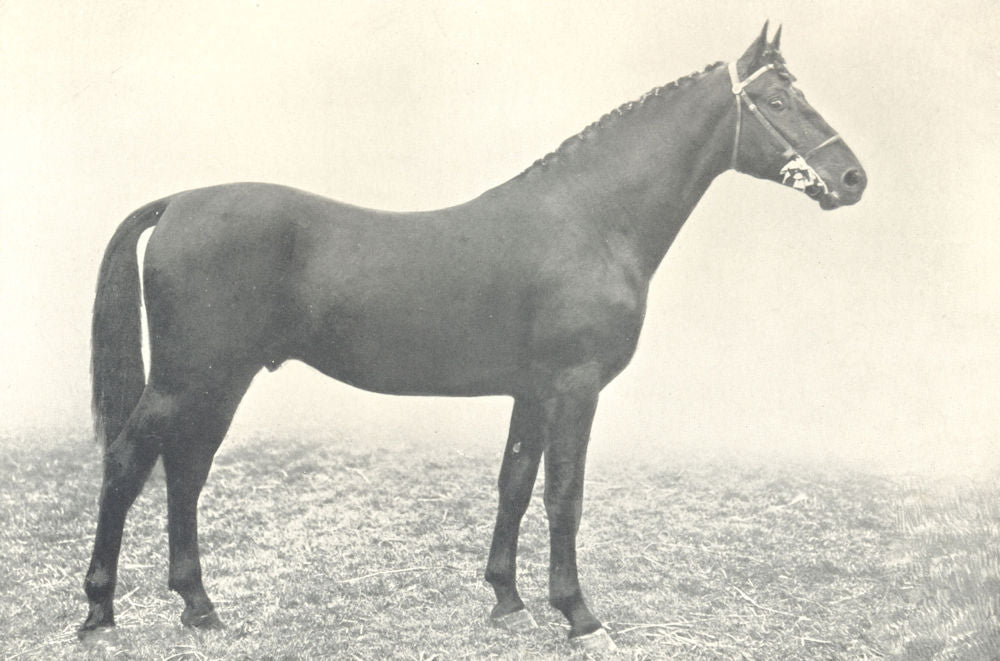 HORSES. Cleveland Bay-